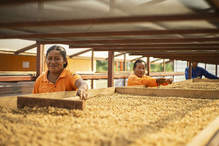 Deux agriculteurs travaillent des grains de café