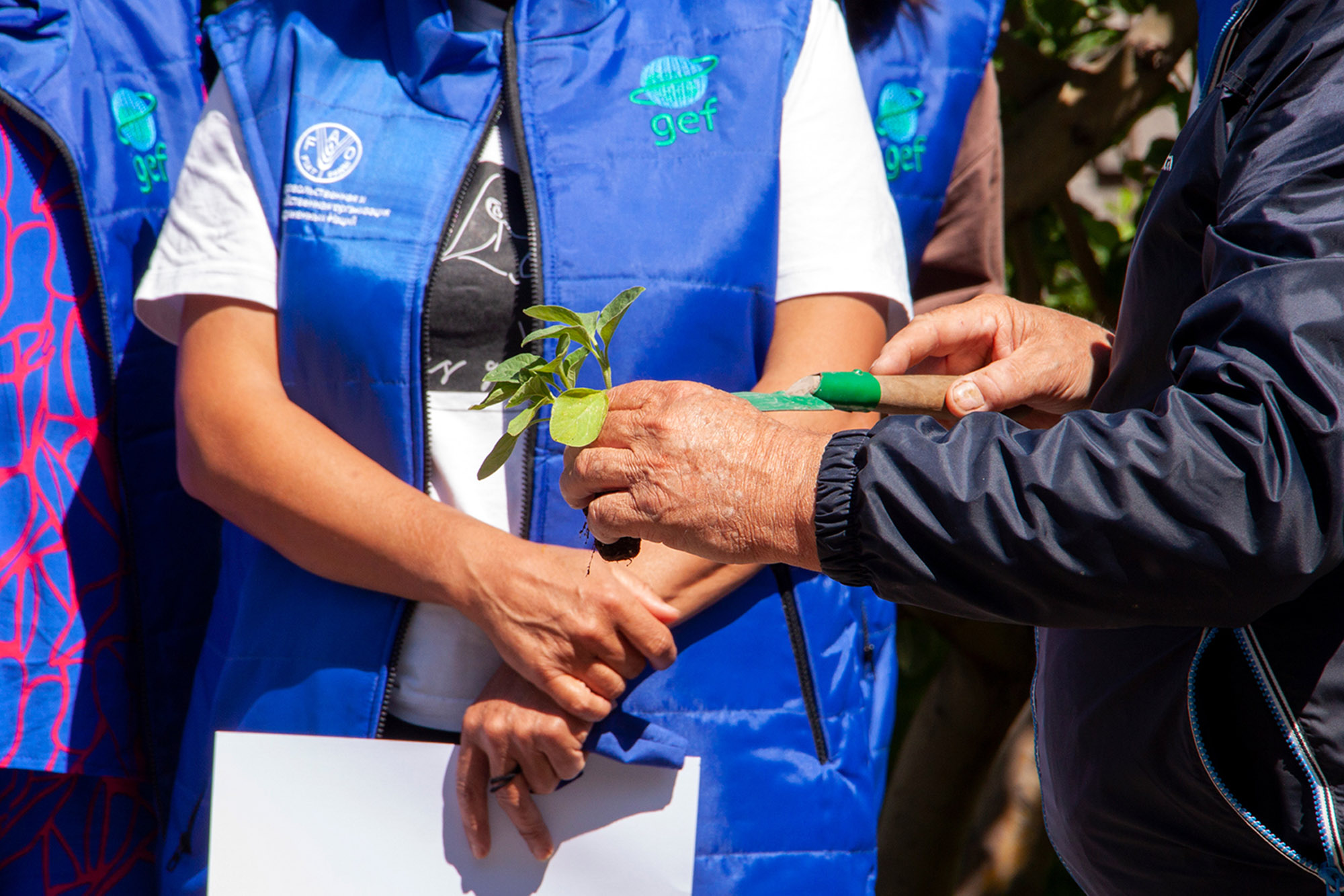 Close-up of a woman's hands holding a vegetable grown in a greenhouse.