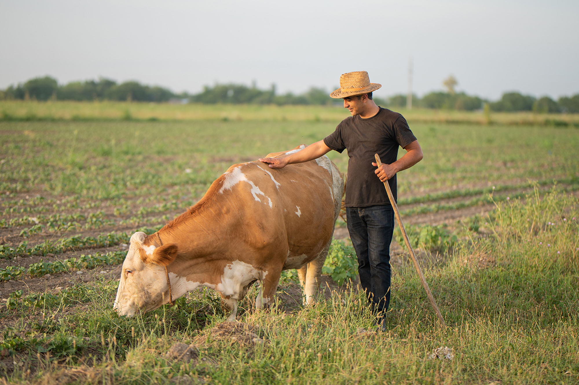 A shepherd petting a grazing cow.