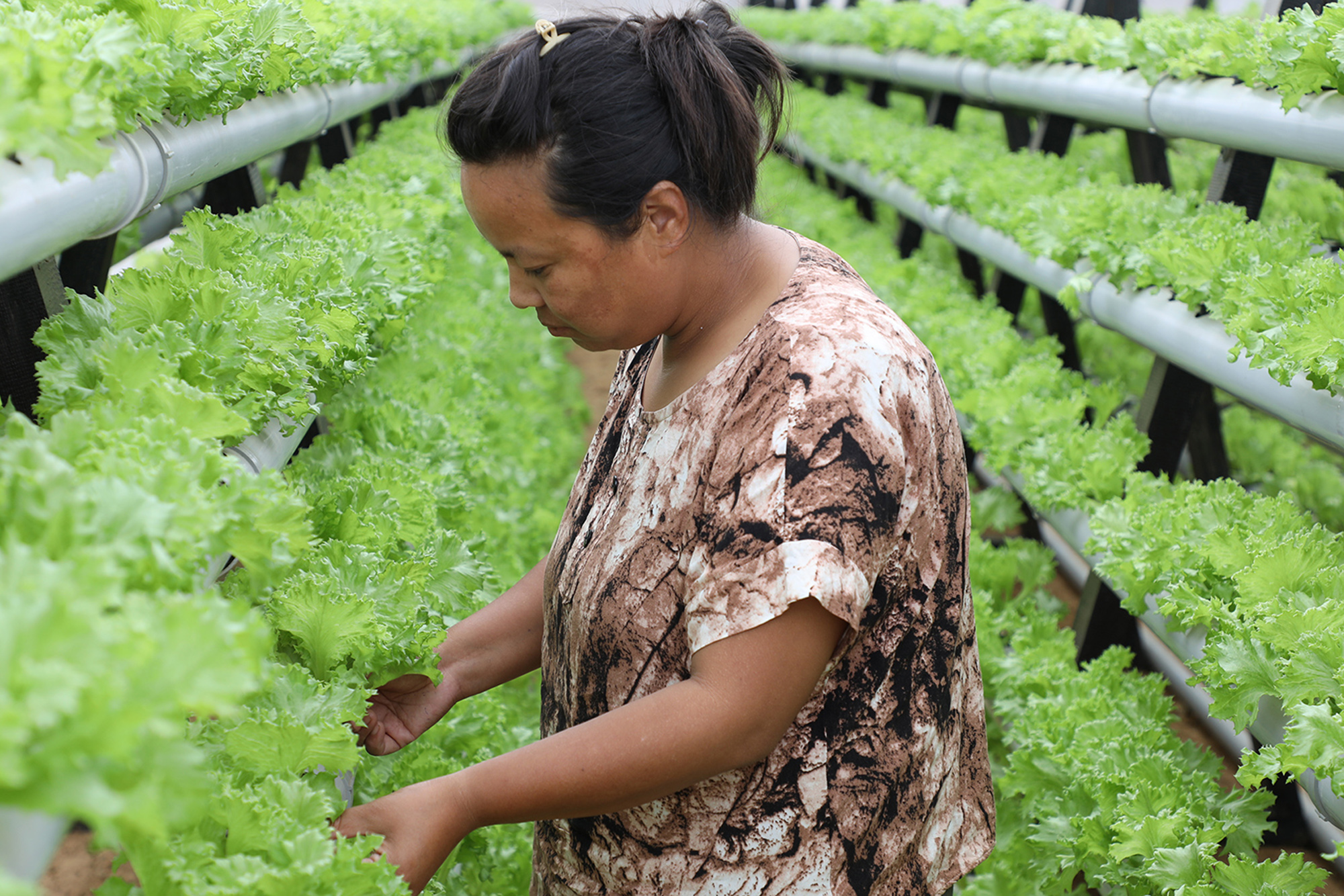 Une femme travaille dans sa serre hydroponique, où les plantes sont cultivées dans une eau spéciale riche en nutriments au lieu de la terre.