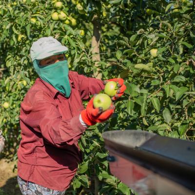 Cueillette des pommes à Khachmaz, Azerbaïdjan, 19 septembre 2023. OMS / Sue Price